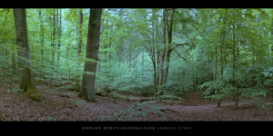 Poster und Wandbild mit Buchen im Buchenwald und Weltnaturerbe Serrahn im Müritz Nationalpark bestellen