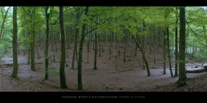 Poster oder Wandbild mit Buchen im Buchenwald und Weltnaturerbe Serrahn im Müritz Nationalpark kaufen