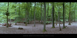 Poster und Wandbild mit Buchen im Buchenwald und Weltnaturerbe Serrahn im Müritz Nationalpark kaufen